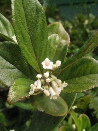 Viburnum Suspensum | 3 Large Gallon Size Plants I Sandankwa I Live Durable Evergreen Shrub with Fragrant Blooms, Ideal for Hedges, Privacy Screens, and Ornamental Landscaping