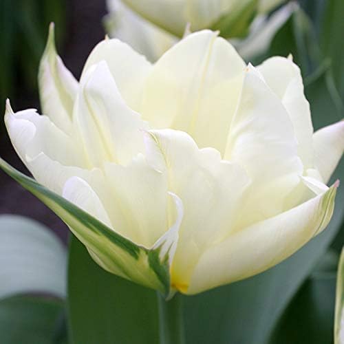 Exotic Emperor Tulip Flower Bulbs - 10 Bulbs per Pack - Deer Resistant - Good as Cut Flowers - Grows Well in Containers - Perennializing