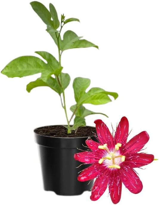 Passion Flower Plant Live, 5 to 8 Inch Tall Passiflora Vine, Fragrant Climbing Plant for Garden or Trellis, No Pot, Well-Rooted (Red Passion Flower)