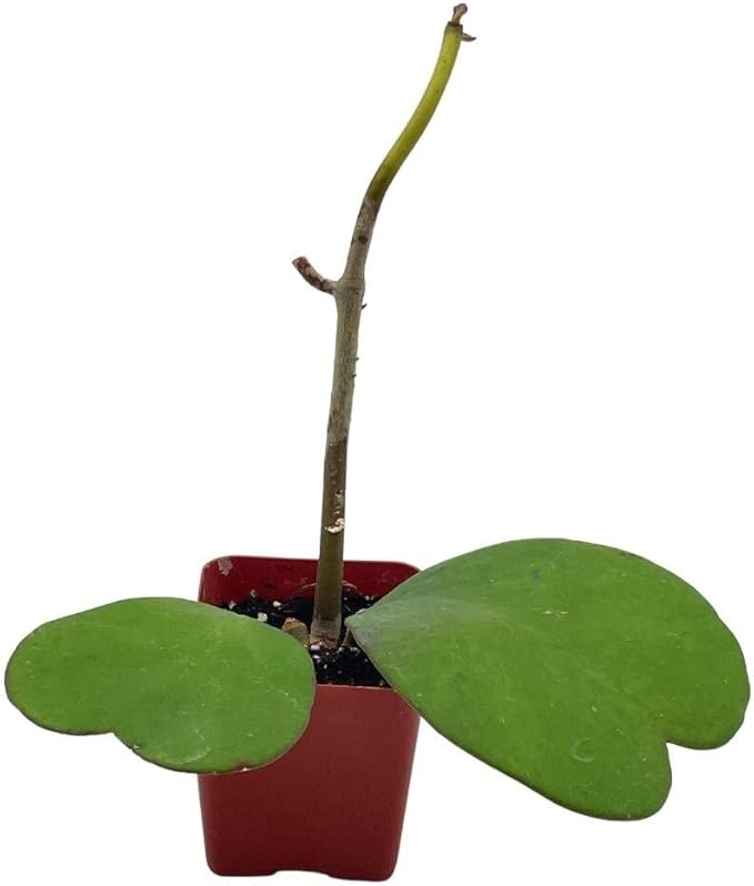 BubbleBlooms Hoya Kerrii Hearts On The Vine, with at Least 2+ Hearts, Vining Plant in a 2 inch Pot Well Rooted
