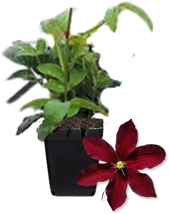Red Clematis Vine Plants Live in Pot, 8 Months Old Seedlings Climbing Flowering, Outdoor Trellis Fences, Cold Hardy