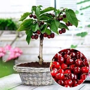 Dwarf Bing Cherry Tree Seeds, Sweet Edible Fruit, 10 Seeds, Container Growing.Limited Supply Order Now!