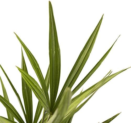American Plant Exchange Windmill Palm Tree – 4-Inch Pot – Live Cold Hardy Tropical Plant, Drought Tolerant and Easy Care for Outdoor Landscapes, Gardens, or Patio Decor
