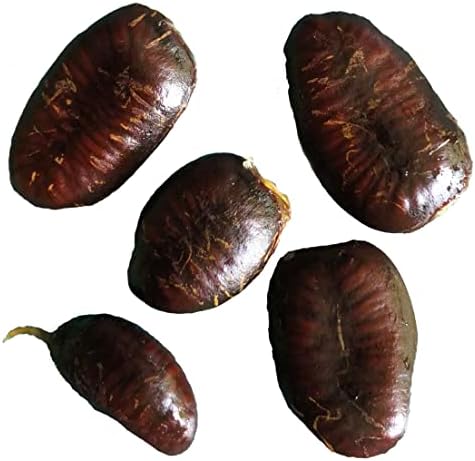 Pawpaw Seeds (Asimina triloba) 5 Seeds (10 Grams) - Edible Paw Paw Fruit Tree Seeds for Forest Farming - Wild Food - Survival Garden