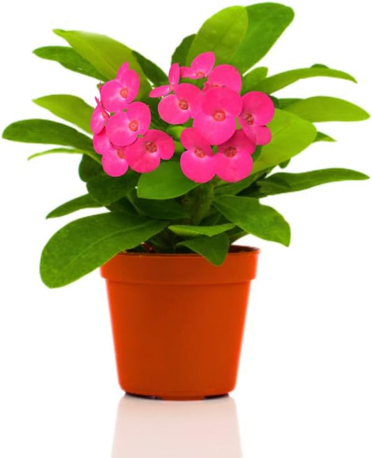 Pink Crown of Thorns Plant Live in Pot, Euphorbia Milii Live Plants Very Hardy Houseplant Home Decoration, Year Round Blooming