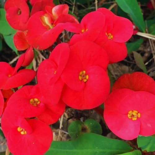 Red Crown of Thorns Plant Live in Pot, Euphorbia Milii Live Plants Very Hardy Houseplant Home Decoration, Year Round Blooming