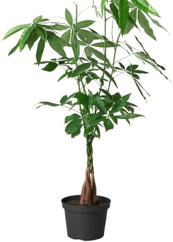 Money Tree 'Guiana Chestnut' Pachira Braid Live Plant for Indoor | Different Houseplants in 4'' & 6'' Pot | Real House Plant for Living Room, Office, Desk & Bathroom |