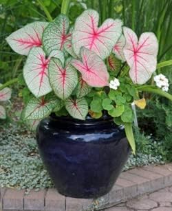Pink Symphony Caladium Bulbs - Large Size Root - Stunning Pink and Green Foliage - Hardy in Zones 9-11 - Ideal for Gardens and Containers