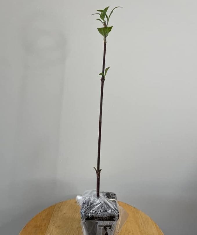 2 Witch Hazel Trees/Shrubs - 8" Tall Live Plants - 4" Pots - Hamamelis virginiana