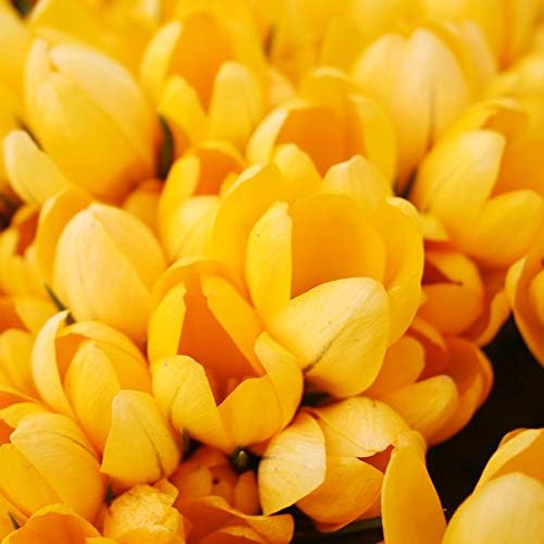 Yellow Mammoth Crocus Flower Bulbs - 10 Bulbs per Pack - Early Spring Blooms - Easy to Grow Live Plants - Outdoor Garden - Naturalizing - Perennializing