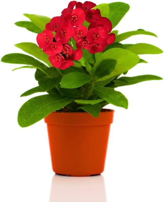 Red Crown of Thorns Plant Live in Pot, Euphorbia Milii Live Plants Very Hardy Houseplant Home Decoration, Year Round Blooming