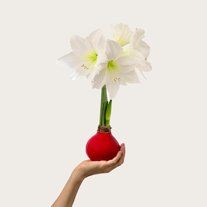 Waxed Amaryllis Bulb - Red Wax White Blooms, No Water Needed, Extra-Large Indoor Winter Flower, Thanksgiving & Christmas Holiday Gift