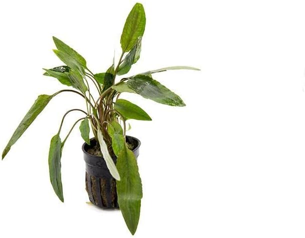 SubstrateSource Cryptocoryne Live Aquarium Plants - Freshwater Plant for Aquariums, Planted Fish Tanks - Beginner Friendly (Beckettii, 1 Pot (3-5 Plants))