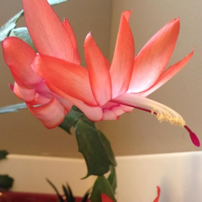 Salmon Christmas Cactus Plants Live, Size 3-6" Christmas Cactus Plant, Colorful Holiday Houseplant Flowering Succulent Live Plants for Planting, Well Rooted, No Pot