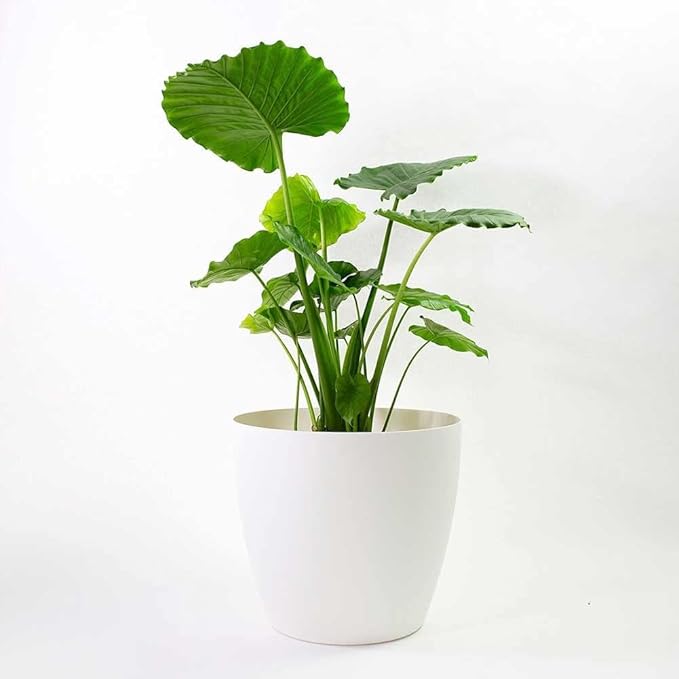 Memphis 13" Round Indoor Floor Planter Pot – Lightweight & Durable Plastic, Modern Design, Made in USA, Recyclable Large Plant Container for Home & Office Décor (White)