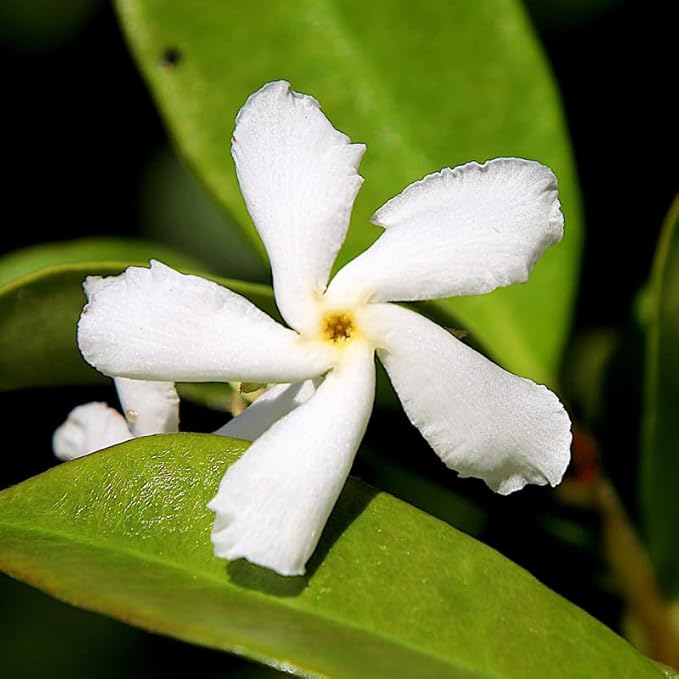 Star Jasmine Live Plant, 2 Blooming Jasmine Plants Live, 5 to 7 Inc Height