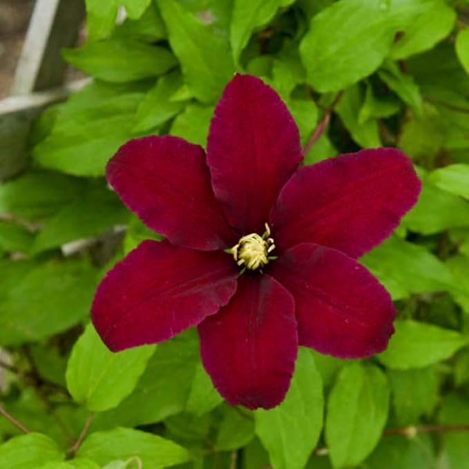 Red Clematis Vine Plants Live in Pot, 8 Months Old Seedlings Climbing Flowering, Outdoor Trellis Fences, Cold Hardy