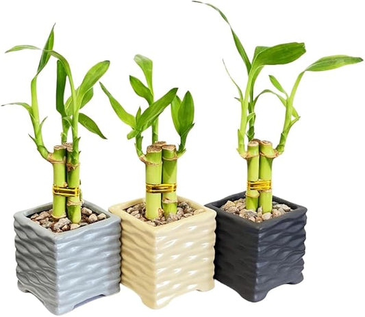 Coop & Harp 3-Pack 3-Stalk 4" Lucky Bamboo Live Indoor Plant with 3 Ceramic Cube Textured Vases, Live Indoor Lucky Bamboo for Home, Office and Gift (Cube Mix)