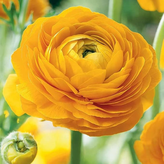 Ranunculus Bulbs for Planting, 25 Yellow Ranunculus Bulbs for Fall Planting, French Peony Ranunculus Corms Bulk Ranunculus Flowers Buttercups, Butterfly Ranunculus Bulbs to Grow