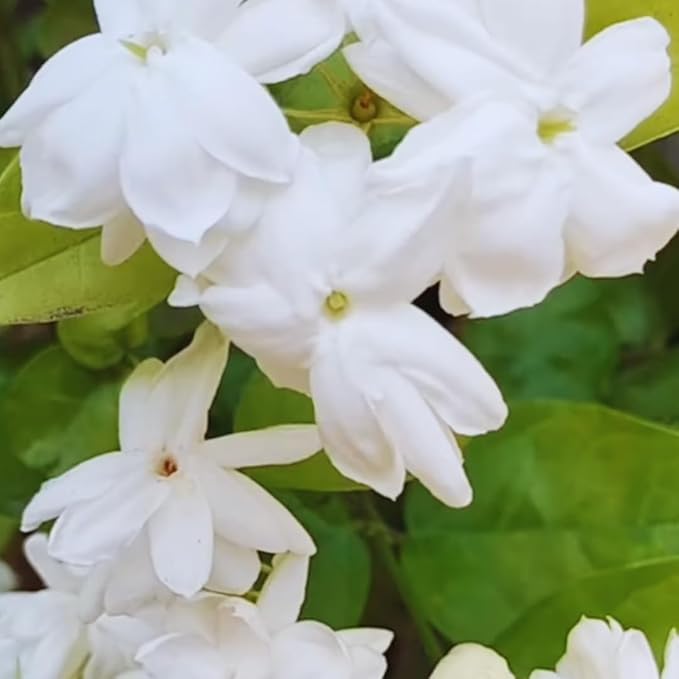 3 Jasmine Plants Live, 5 to 8 Inches Tall, Sambac Arabian Jasmine Vine Plant for Gardening and Outdoor Patio
