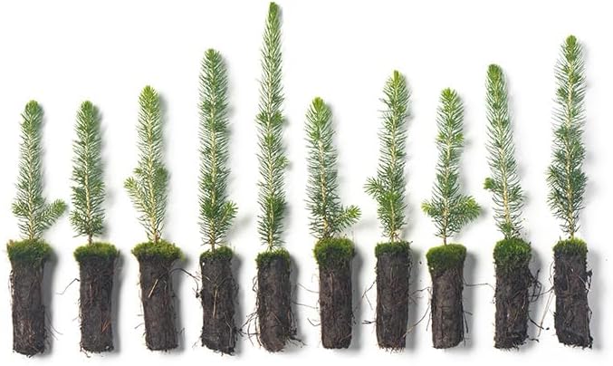 Black Hills Spruce Live Tree Plug Seedlings | 6"-12" | Arbor Day Foundation (10-Pack)