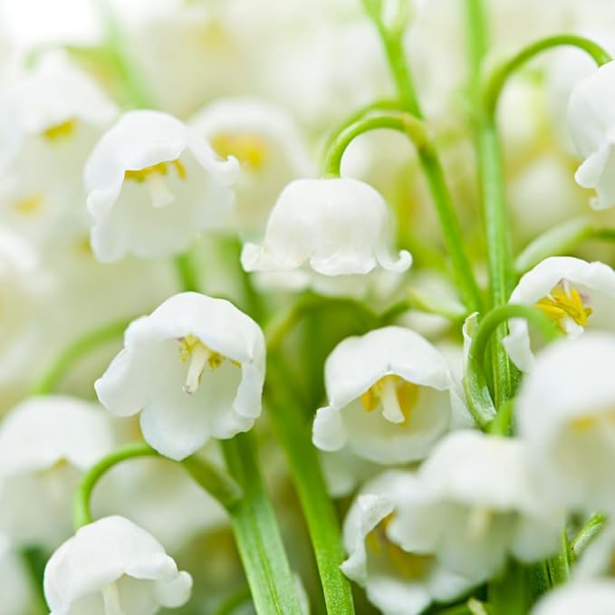 10 Large Lily of The Valley Roots for Planting, Perennial Sweet Fragrant White Flower, Zones 2 to 9, Cold Hardy