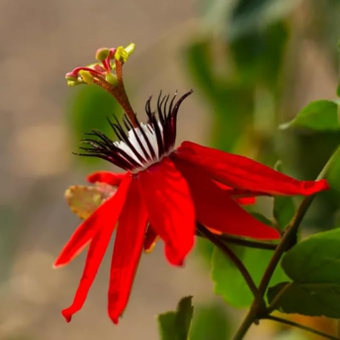 Passion Flower Plant Live, 5 to 8 Inch Tall Passiflora Vine, Fragrant Climbing Plant for Garden or Trellis, No Pot, Well-Rooted (Red Passion Flower)