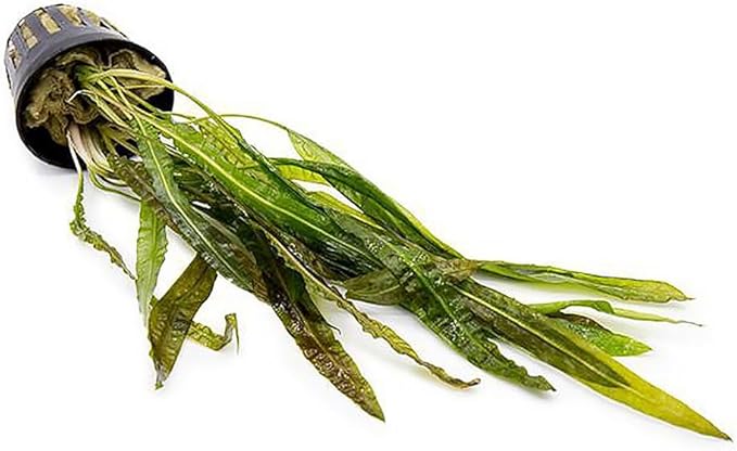 SubstrateSource Cryptocoryne Live Aquarium Plants - Freshwater Plant for Aquariums, Planted Fish Tanks - Beginner Friendly (Balansae, 1 Pot (3-5 Plants))