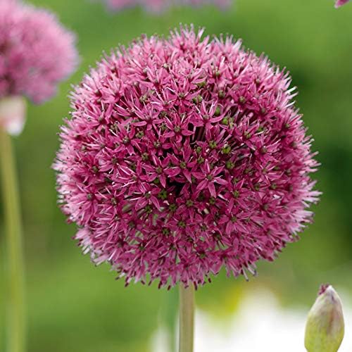 Ostara Allium Flower Bulb Value Pack | Perennializing 12" Purple Flowers | Attract Butterflies to Your Garden | 5 Bulb Pack
