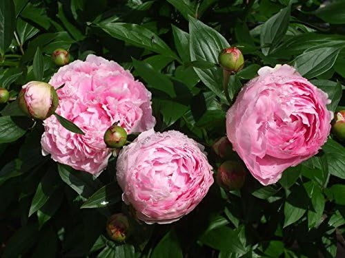 Sarah Bernhardt Garden Peony: Paeonia lactiflora - 1 Bulbs