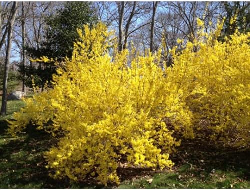 Lynwood Gold Forsythia - Yellow - Healthy Established Roots - Gallon Potted - 1 Plant