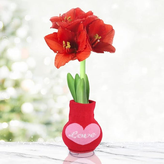 Loving Heart Sweater Amaryllis Flower Bulb with Stand, No Water Needed, Gift Ready