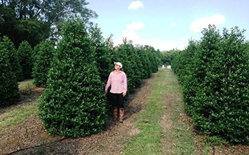 Nellie R. Stevens Holly - 20 Live Plants - Evergreen Privacy Trees