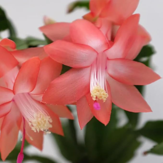 2 Salmon Christmas Cactus Plants Live, 4 to 7 Inch Tall Colorful Christmas Cactus, Holiday Flower Houseplant, Indoor Outdoors Easy Care Plants for Home Garden