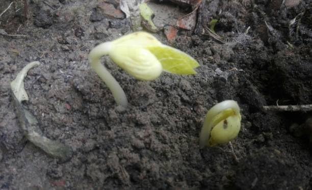 Bells of Ireland Seeds - Great Addition to Flower Borders - Approximately 150 Seeds