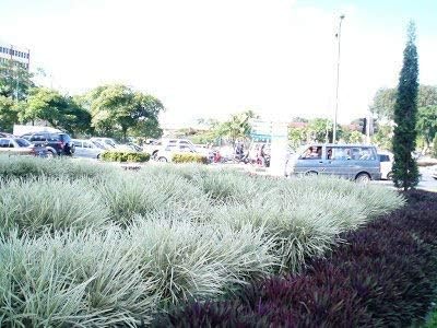 Aztec Grass - 40 Live Plants - Variegated Liriope - Ophiopogon Intermedius Argenteomarginatus