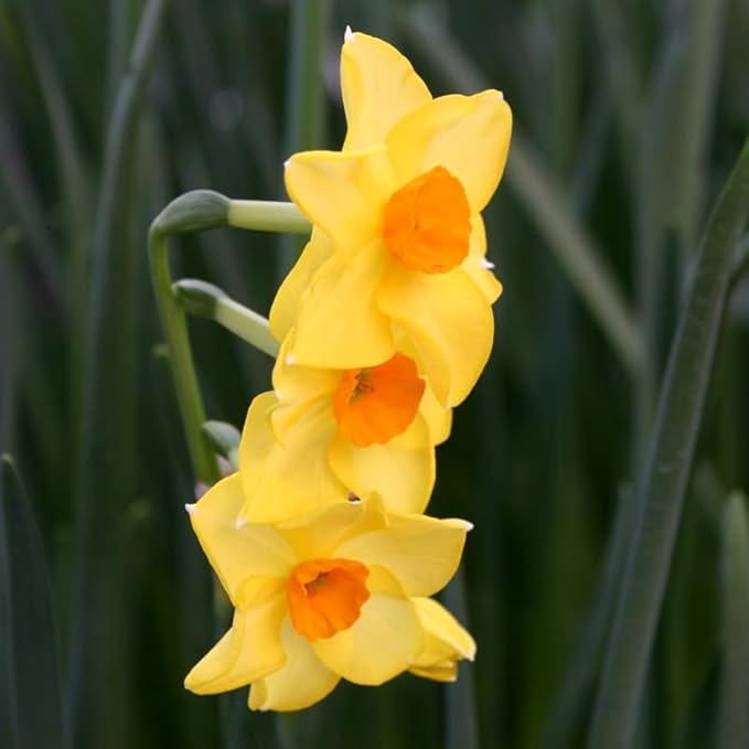 Martinette Daffodil Flower Bulbs - 5 Bulbs per Pack - Pleasantly Scented - Deer Resistant - Good as Cut Flowers - Grows Well in Containers - Perennializing