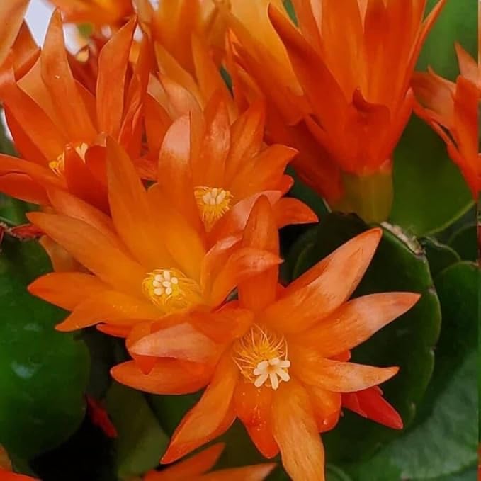 Easter Cactus Plants Live, Easter Cactus - 4 to 6 Inch Tall Houseplant Succulent Cactus Flower Plants, No Pot (Orange Flowers)