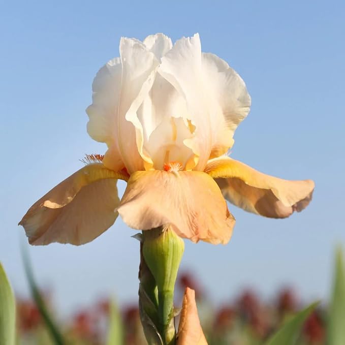 Invitation Reblooming Bearded Iris - Naturalizing Perennial Flower - Attracts Butterflies and Great for Cut Floral Arrangements - Easy to Grow Fall Planting Bulbs by Willard & May