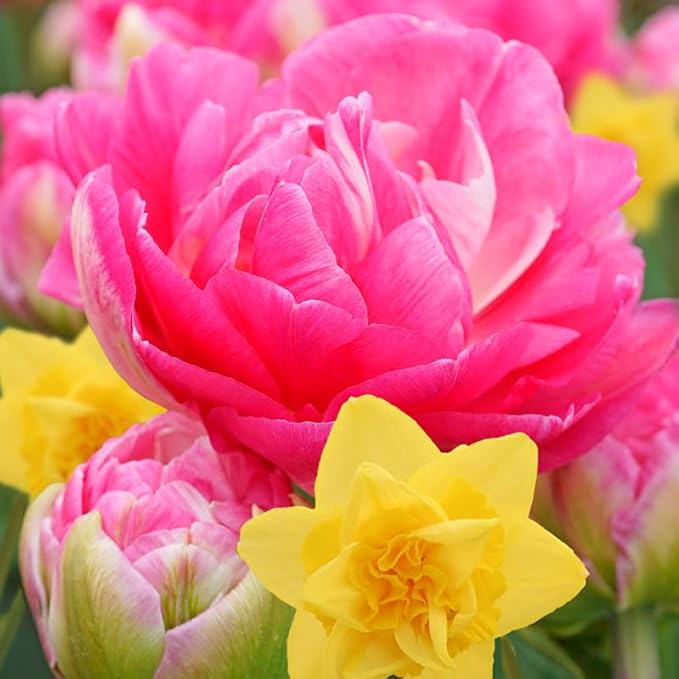 Golden Cotton Candy Tulip & Daffodil Blend Flower Bulbs - 10 Bulbs per Pack - Pleasantly Scented - Good as Cut Flowers - Easy to Grow Live Plants - Outdoor Garden