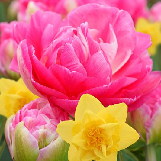 Golden Cotton Candy Tulip & Daffodil Blend Flower Bulbs - 10 Bulbs per Pack - Pleasantly Scented - Good as Cut Flowers - Easy to Grow Live Plants - Outdoor Garden