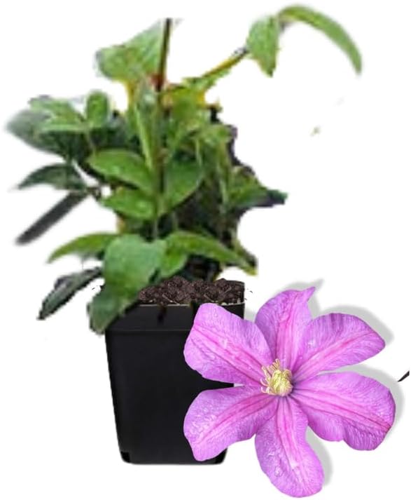 Pink Clematis Vine Plants Live in Pot, 8 Months Old Seedlings Climbing Flowering, Outdoor Trellis Fences, Cold Hardy