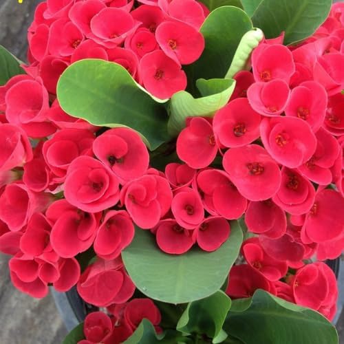 Red Crown of Thorns Plant Live in Pot, Euphorbia Milii Live Plants Very Hardy Houseplant Home Decoration, Year Round Blooming