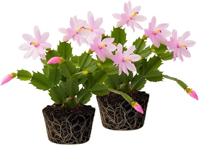 2 Pink Christmas Cactus Plants Live, 4 to 7 Inch Tall Colorful Christmas Cactus, Holiday Flower Houseplant, Indoor Outdoors Easy Care Plants for Home Garden