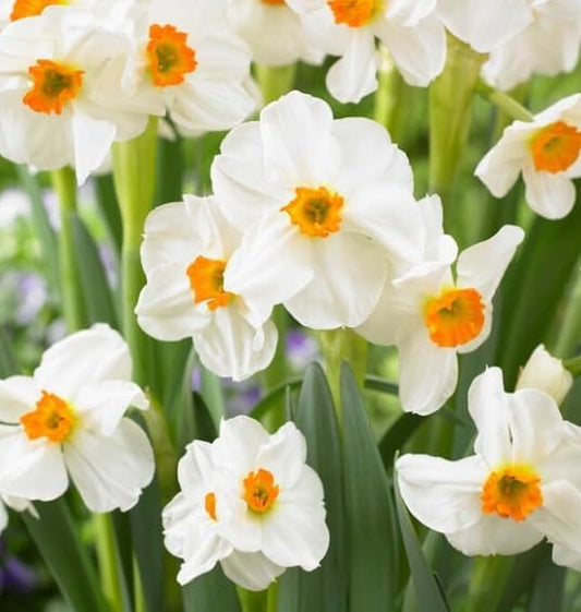 Geranium Daffodil Bulbs for Planting (5 Bulbs)