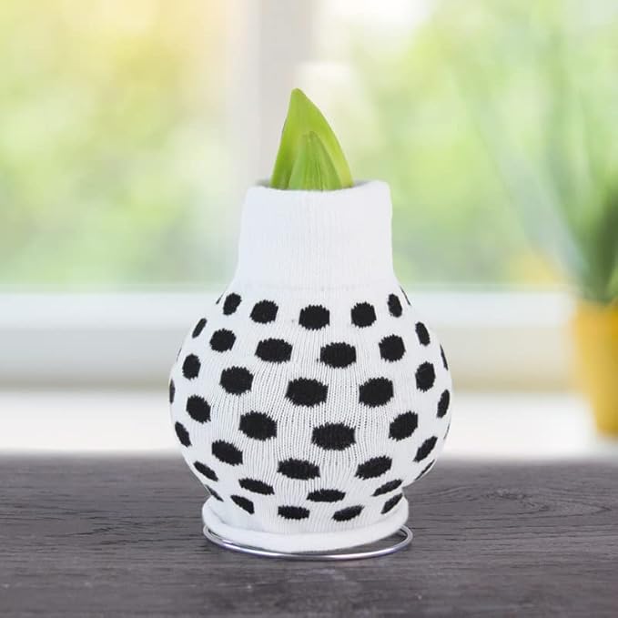 My Best Bud Sweater Amaryllis Flower Bulb with Stand, No Water Needed, Gift Ready