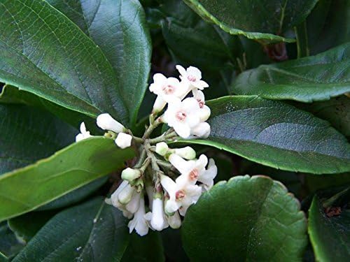 Viburnum Suspensum - 40 Live Plants - Evergreen Privacy Hedge