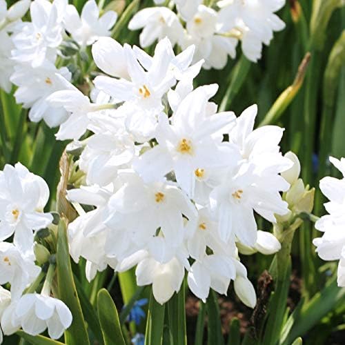 Ziva Paperwhite Flower Bulbs - 10 Bulbs - Large 15/+ cm Size - Paperwhite Narcissi