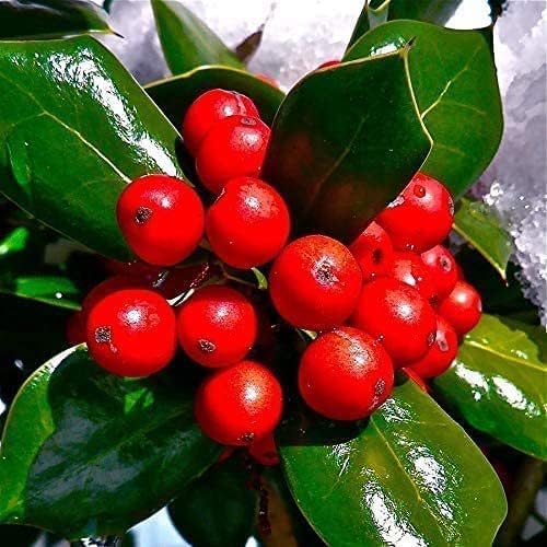 Dwarf Burford Holly - 30 Live Plants - Ilex Burfordi Evergreen Hedge Red Berries Tree Shrub