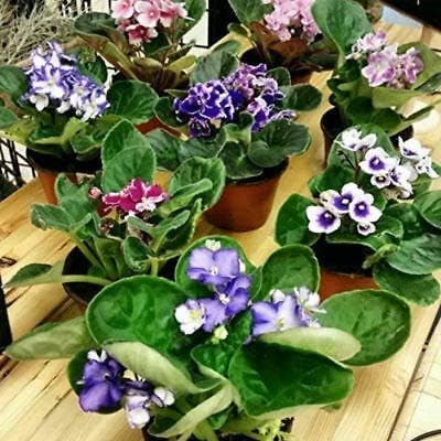Four African Violet Plants - World's Best Blooming House Plant by JMBAMBOO
